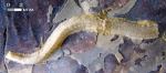 Полихета Filogranula runcinata (J. de C. Sowerby, 1829)