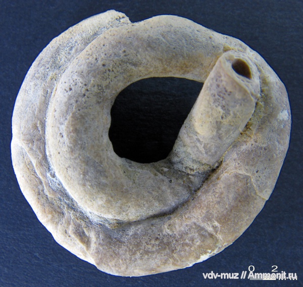 полихеты, Glomerula gordialis, Glomerula