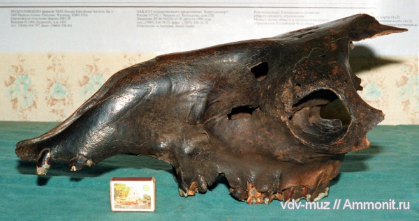 млекопитающие, верблюды, неоплейстоцен, Camelus knoblochi, верблюд Кноблоха, Camelus