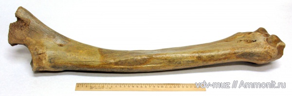 млекопитающие, верблюды, неоплейстоцен, Camelus knoblochi, верблюд Кноблоха, Camelus