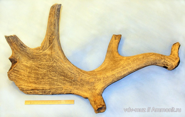 млекопитающие, олени, Megaloceros, Megaloceros giganteus, неоплейстоцен, Большерогий олень