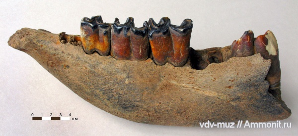 плейстоцен, носороги, четвертичный период, Coelodonta, Coelodonta antiquitatus, Rhinoceros, Rhinoceros thichorhinus