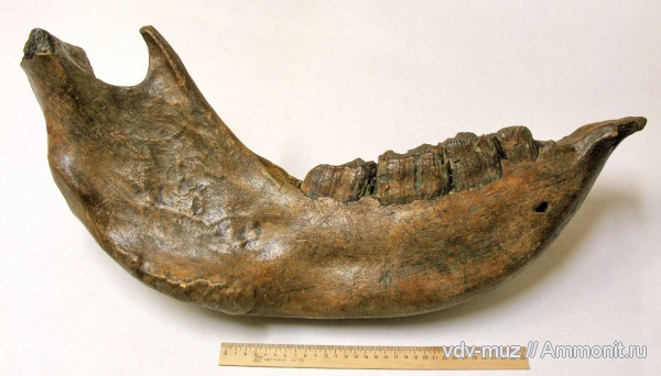 плейстоцен, носороги, четвертичный период, Elasmotherium, Elasmotherium sibiricum
