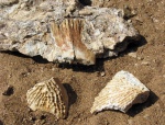 Лабиринтодонт бентозух Benthosuchus sp. (ключица)