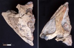 Лабиринтодонт ветлугазавр самарский (Wetlugasaurus samarensis)