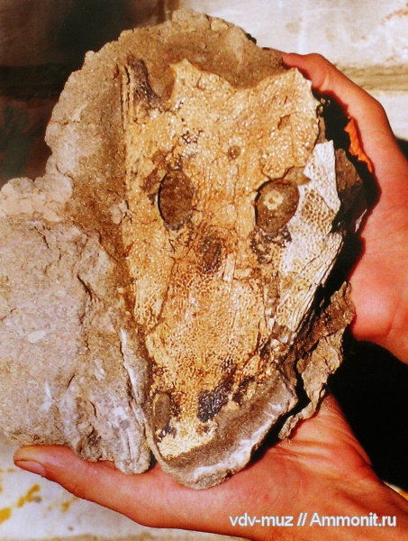триас, Benthosuchus, лабиринтодонты, бентозух, Triassic