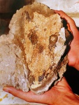Лабиринтодонт бентозух Гусевой (Benthosuchus gusevae)