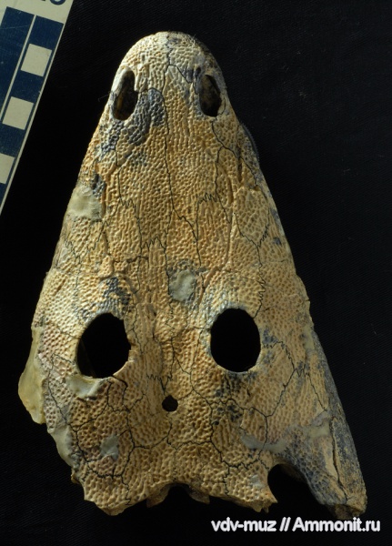 триас, лабиринтодонты, бентозух, Benthosuchus gusevae, Triassic