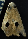 Лабиринтодонт бентозух Гусевой (Benthosuchus gusevae)