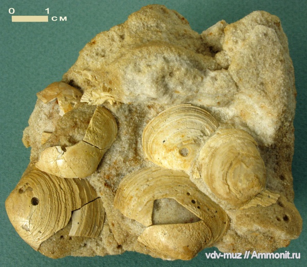 моллюски, палеоген, двустворчатые моллюски, Venerupis, Veneridae, Балашейское месторождение, Cytherea, Meretrix