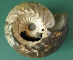 аммонит Cadoceras elatmae