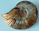 аммонит,  Deshayesites sp.  др. сторона