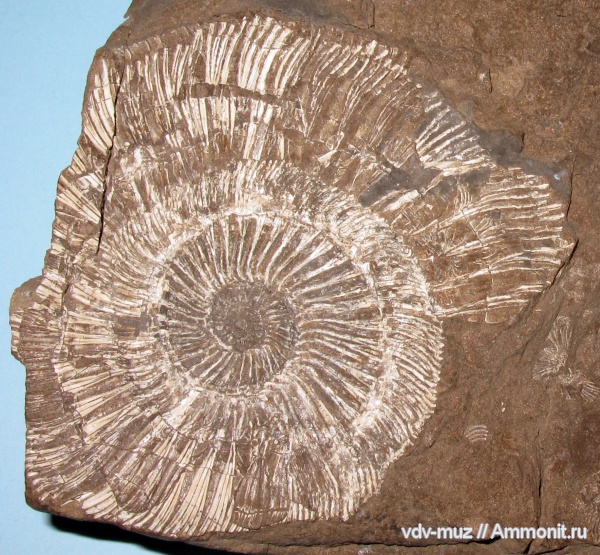 юра, Zaraiskites, Кашпир, Zaraiskites regularis, сланцы, Jurassic