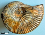 аммонит, Deshayesites sp.