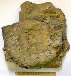 Мегаконх виргатитес гигантский Virgatites giganteus