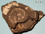 Аммонит Virgatites virgatus