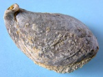Брахиопода Beecheria (Dielasma) sp.
