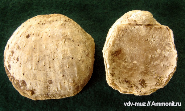 брахиоподы, пермь, Productida, казанский, Aulosteges, Strophalosia, Aulosteges horrescens, Strophalosia horrescens, Permian