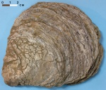Устрица - Platygena asiatica (?). наружная сторона