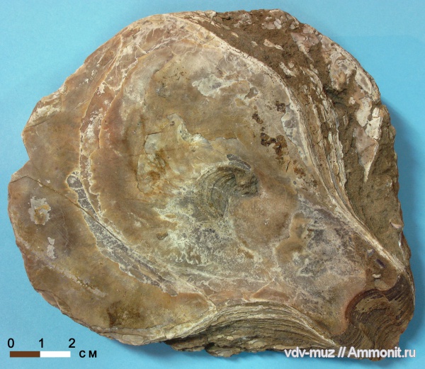 устрицы, Ostrea, Platygena asiatica