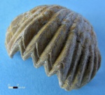 Mosquella sp.
