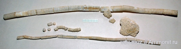 морские лилии, иглокожие, карбон, гжельский ярус, Moscovicrinus, Synerocrinus, Самарская Лука, флексибилии