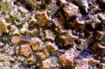 членики стеблей морских лилий пентакринус  Pentacrinus sp.