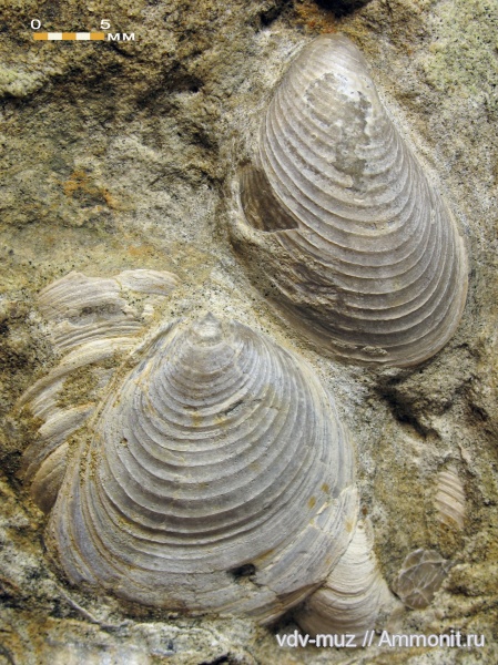 моллюски, юра, волжский ярус, двустворчатые моллюски, Buchia, Самарская область, Кашпир, fischeriana, Volgian, Jurassic