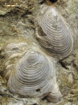 Раковины бухий Buchia fischeriana