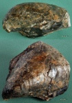 Иноцерамус Inoceramus aucella