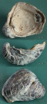 Грифея Gryphaea dilatata