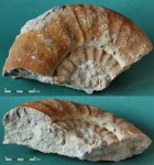 дорзопланитес Dorsoplanites sp.