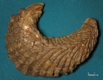 Rastellum sp. (?) створка