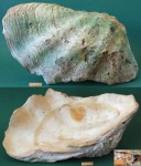 тридакна гигантская Tridacna gigas