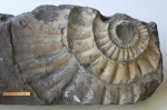 аммонит Дорзопланитес Dorsoplanites ? dorsoplanus