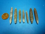 Actinocamax verus
