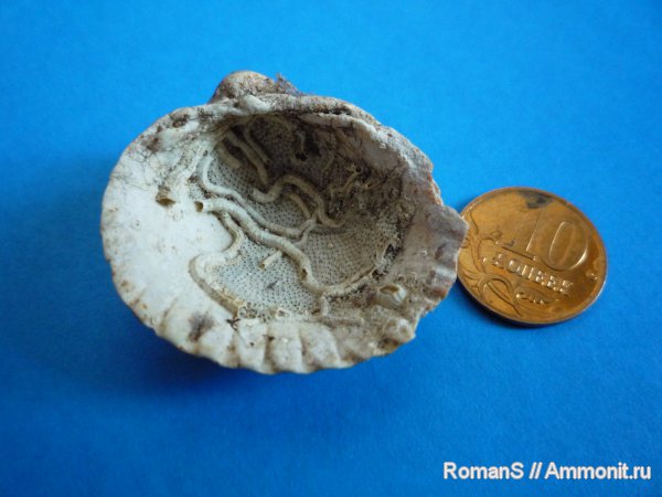 мшанки, серпулы, двустворки, Serpula, Serpulidae
