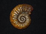Vertumniceras 1