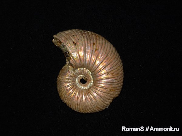 аммониты, Quenstedtoceras, Дубки, Саратовская область, Cardioceratidae, Ammonites, Quenstedtoceras henrici, Quenstedtoceratinae