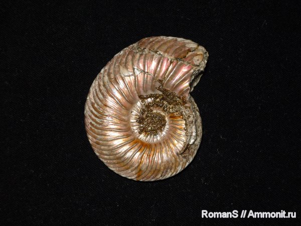 аммониты, Quenstedtoceras, Дубки, Саратовская область, Cardioceratidae, Ammonites, Quenstedtoceratinae