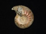 Eboraciceras
