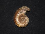 Kosmoceras 1
