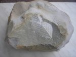 Отпечаток листа.Quercus