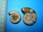 Peltoceras