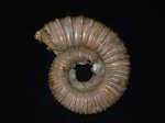 Peltoceras schroederi