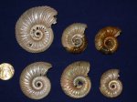 Vertumniceras