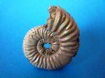 Vertumniceras sp