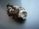 Прирастающая двустворка Spondylus