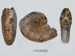 Kosmoceras phaeinum с повреждением
