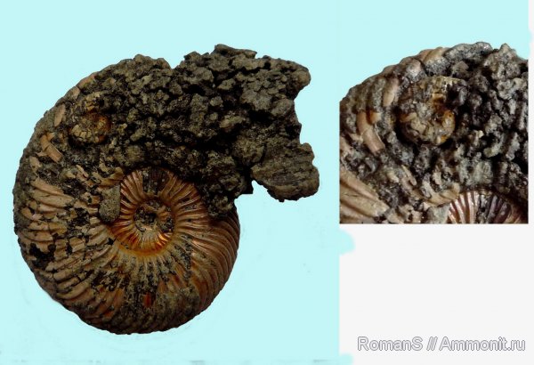 аммониты, юра, Quenstedtoceras, Дубки, Cardioceratidae, Ammonites, Quenstedtoceratinae, Jurassic